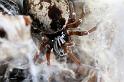 Dictyna_arudinacea_D7426_Z_89_NP De Hoge Veluwe_Nederland